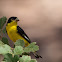 Lesser Goldfinch