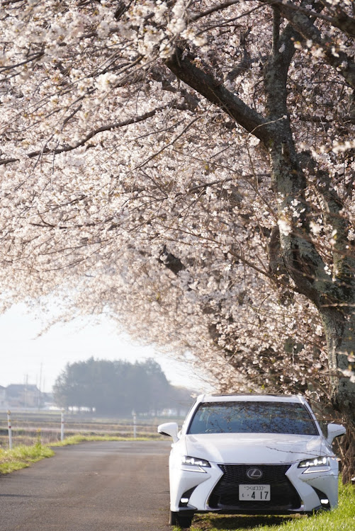 GSのレクサス・LEXUS・GS200t・桜とコラボ🌸・桜とコラボに関するカスタム事例の投稿画像7枚目
