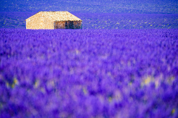 Magia viola di Claudio Tenca