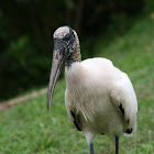 Wood Stork