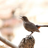 Indian Robin