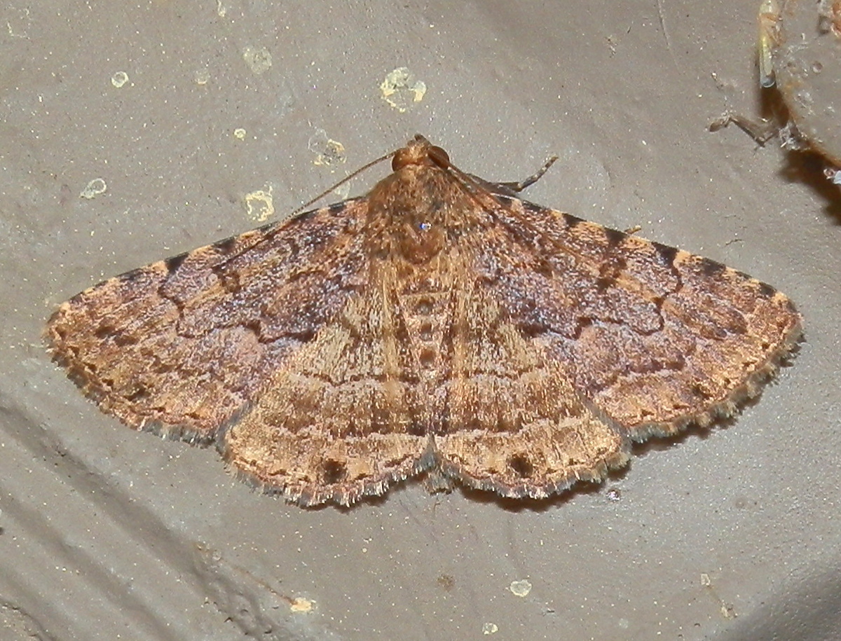 Erebid Moth