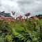 pink flowers