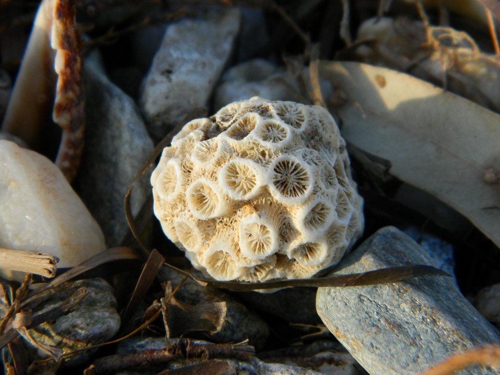 Fossil Cladocora coral (κοράλι Κλαδοκόρα)