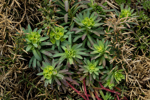 Euphorbia portlandica