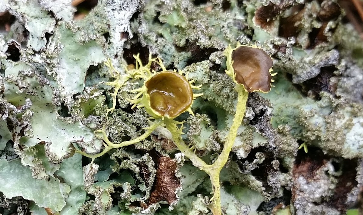 Brown-eyed Wolf Lichen