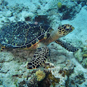 Hawksbill sea turtle