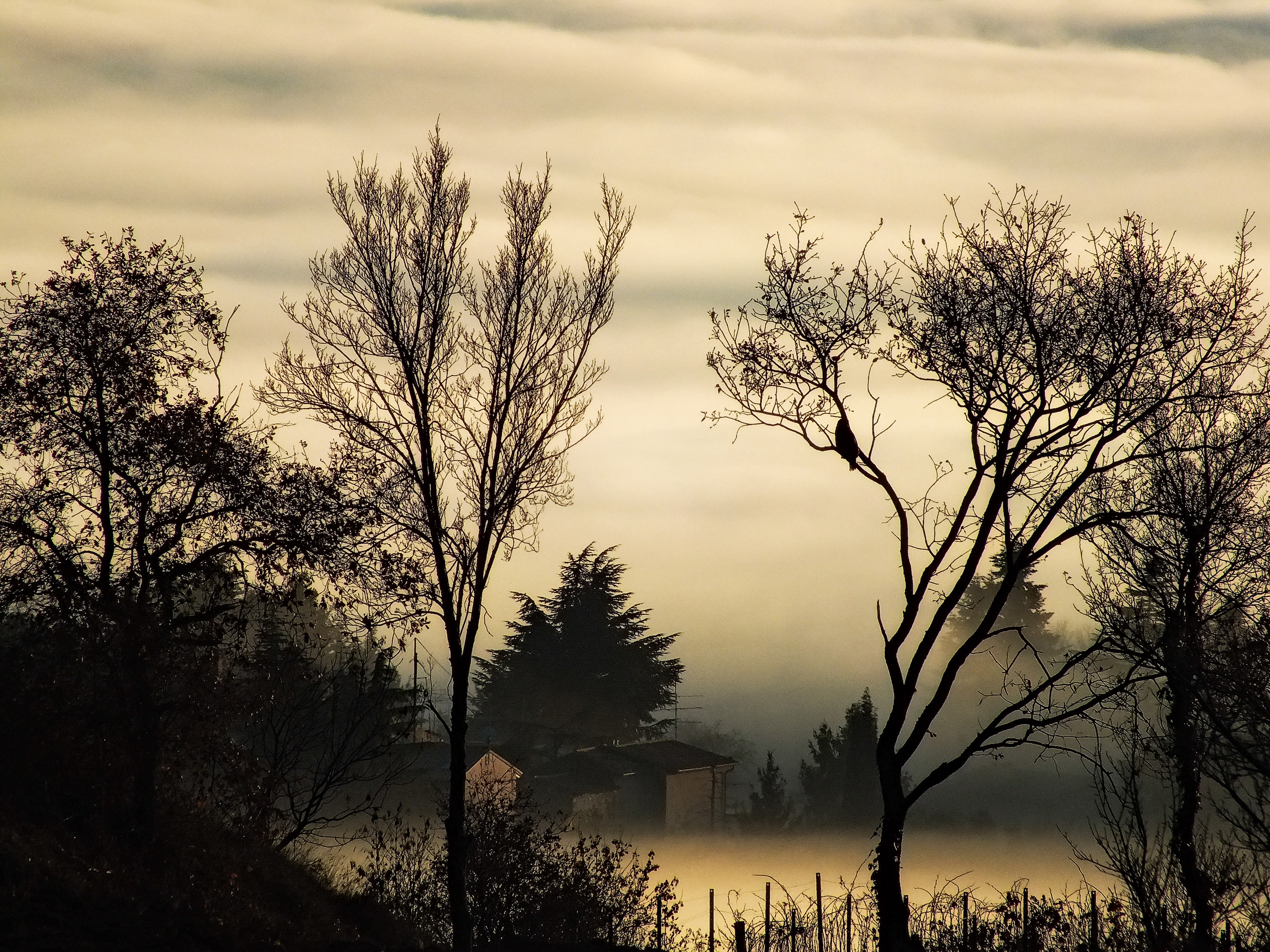 Ai confini della nebbia di Intelliverso