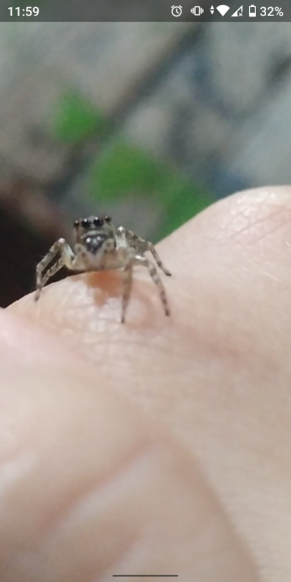 Pantropical Jumping Spider