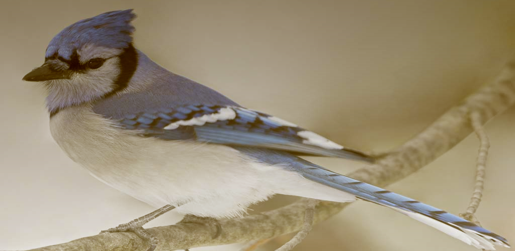 Blue Jay Bird Sounds Offline - Latest version for Android - Download APK