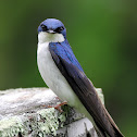 Tree Swallow