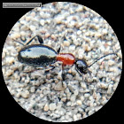 Ant-mimicking beetle