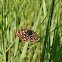 Edith's checkerspot