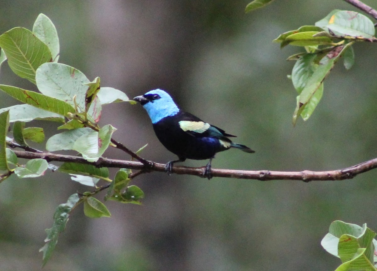 Tángara real - Blue-necked Tanager