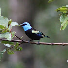 Tángara real - Blue-necked Tanager