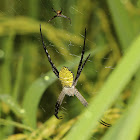 Oval St. Andrew's Cross Spider (male & female)