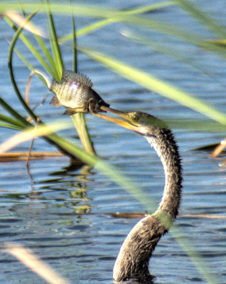 Anhinga