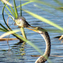 Anhinga