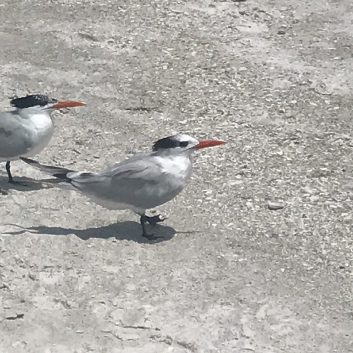 Royal Tern