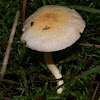 Cortinarius