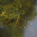 Eastern River Cooter