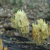 Crown-tipped Coral