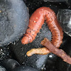 Lugworm