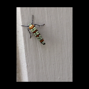 Alianthus Webworm Moth