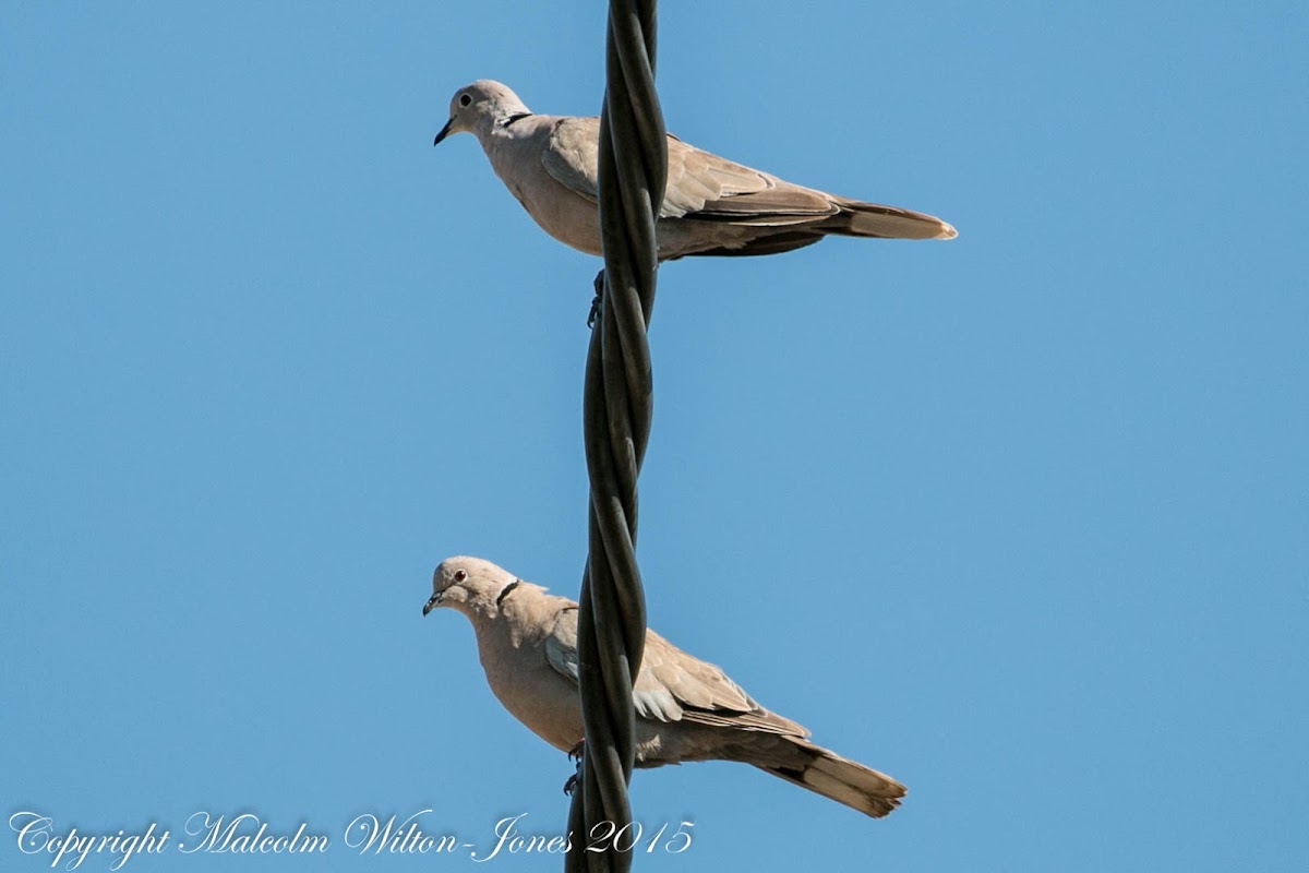 Collared Dove; Tórtola Turca