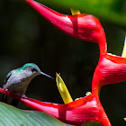 Beija-flor-de-fronte-violeta