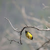 Lesser Goldfinch