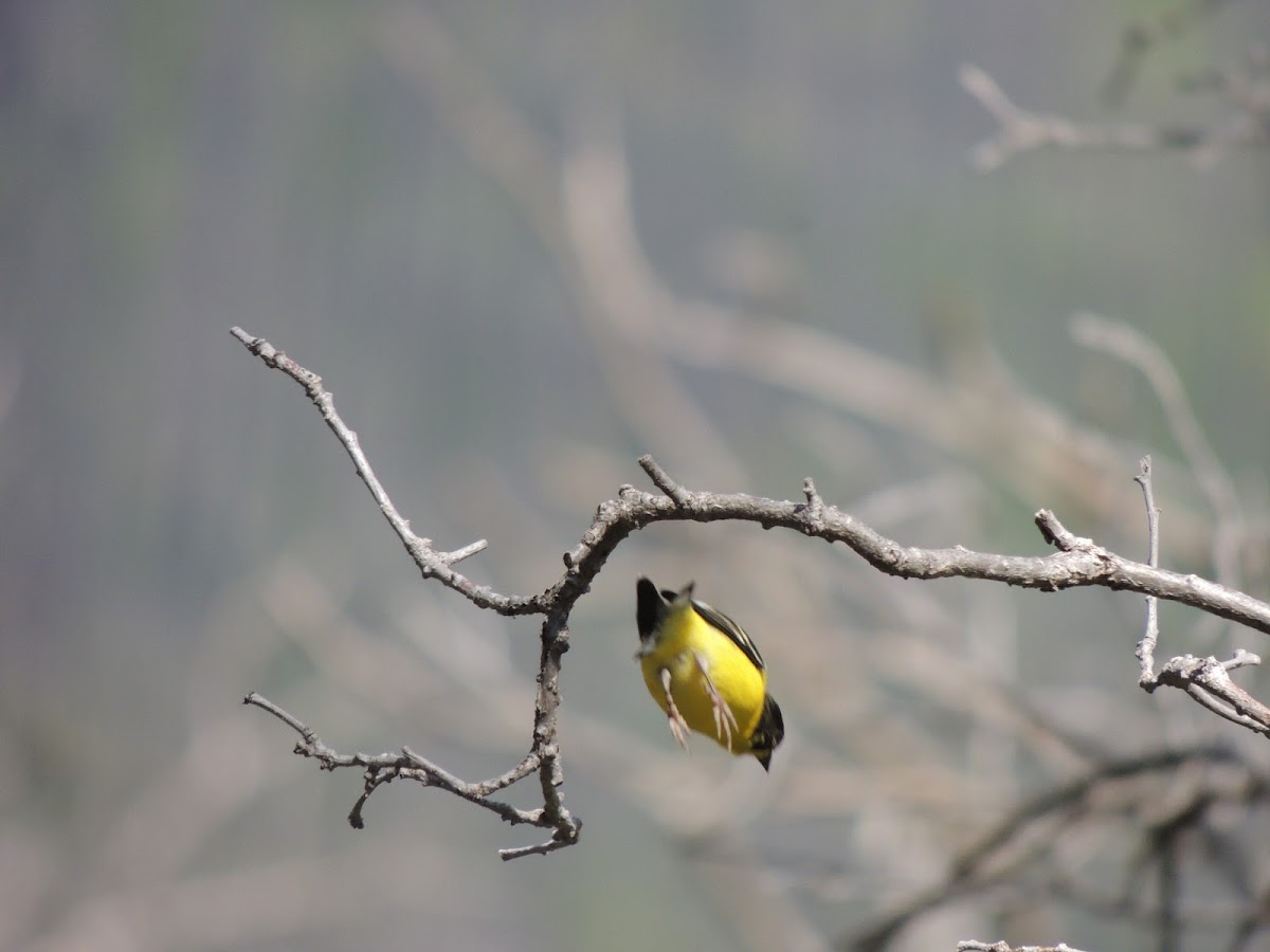 Lesser Goldfinch