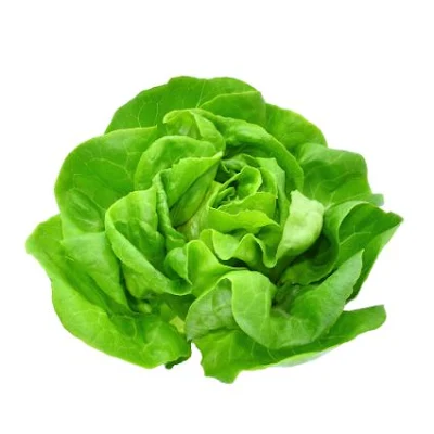 Lettuce Butterhead Batavia Bronze Gt - 1 pc