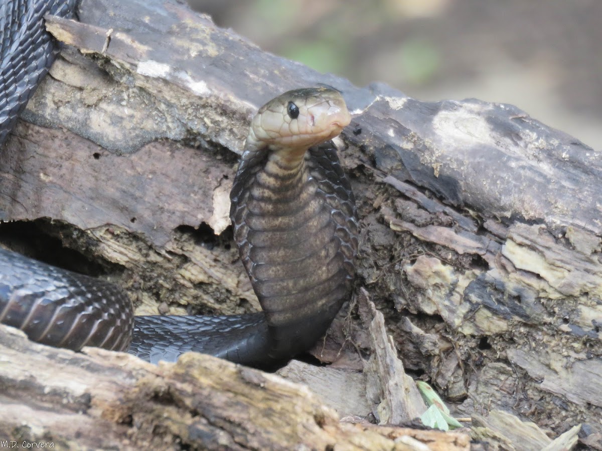 Equatotial Spitting Cobra