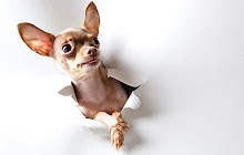 Chihuahua Dogs Wallpapers New Tab HD small promo image