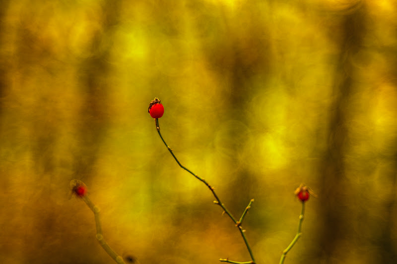 Rosa canina di prometeo