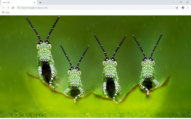 Grasshoppers Wallpapers and New Tab