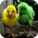 Chicks Wallpapers