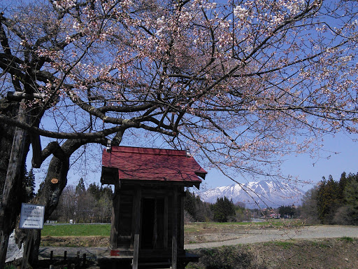 弘法桜