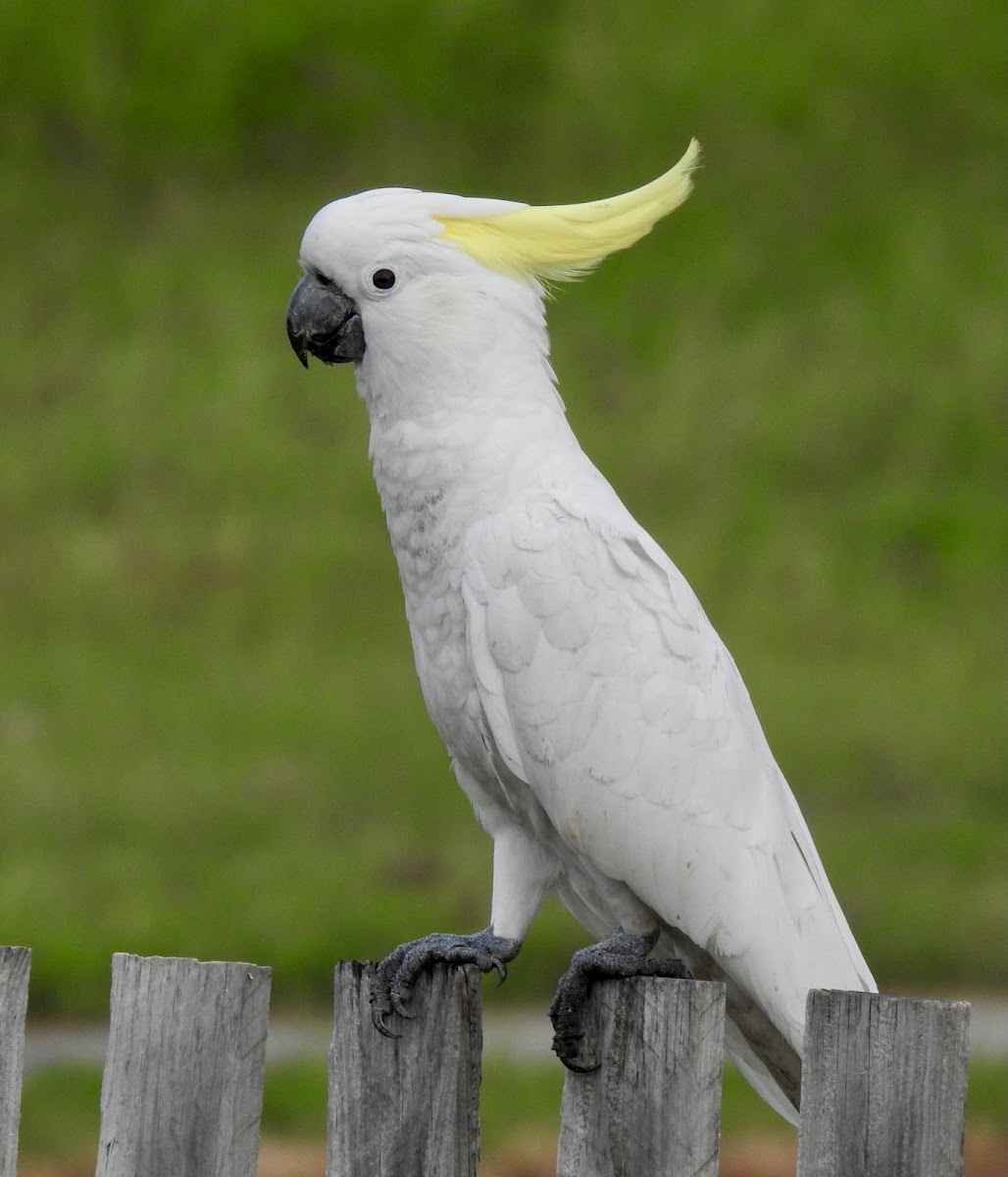 Sulphur-Crested Cocktoo