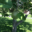 Apple Tree