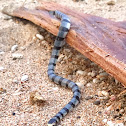 Banded Sea Krait