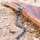 Banded Sea Krait