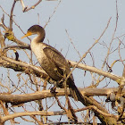 Double Crested Cormorant