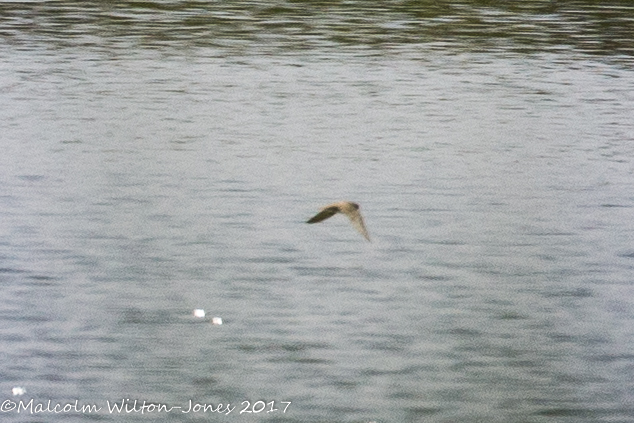 Sand Martin