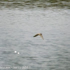 Sand Martin