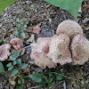 Leucoagaricus americanus - older stage