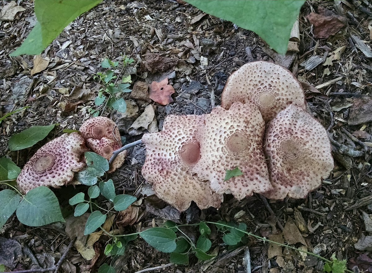 Leucoagaricus americanus - older stage