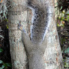 Eastern Gray Squirrel