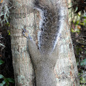 Eastern Gray Squirrel